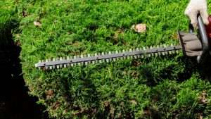 Hedges Ballyedmonduff County Dublin