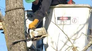 Tree Removals Ashtown County Dublin