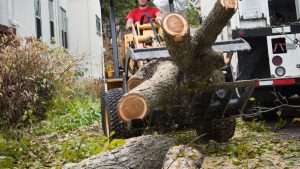Tree Removals Ashtown County Dublin