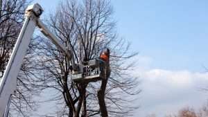 Tree Topping Clontarf County Dublin