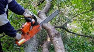 Tree Topping Clontarf County Dublin